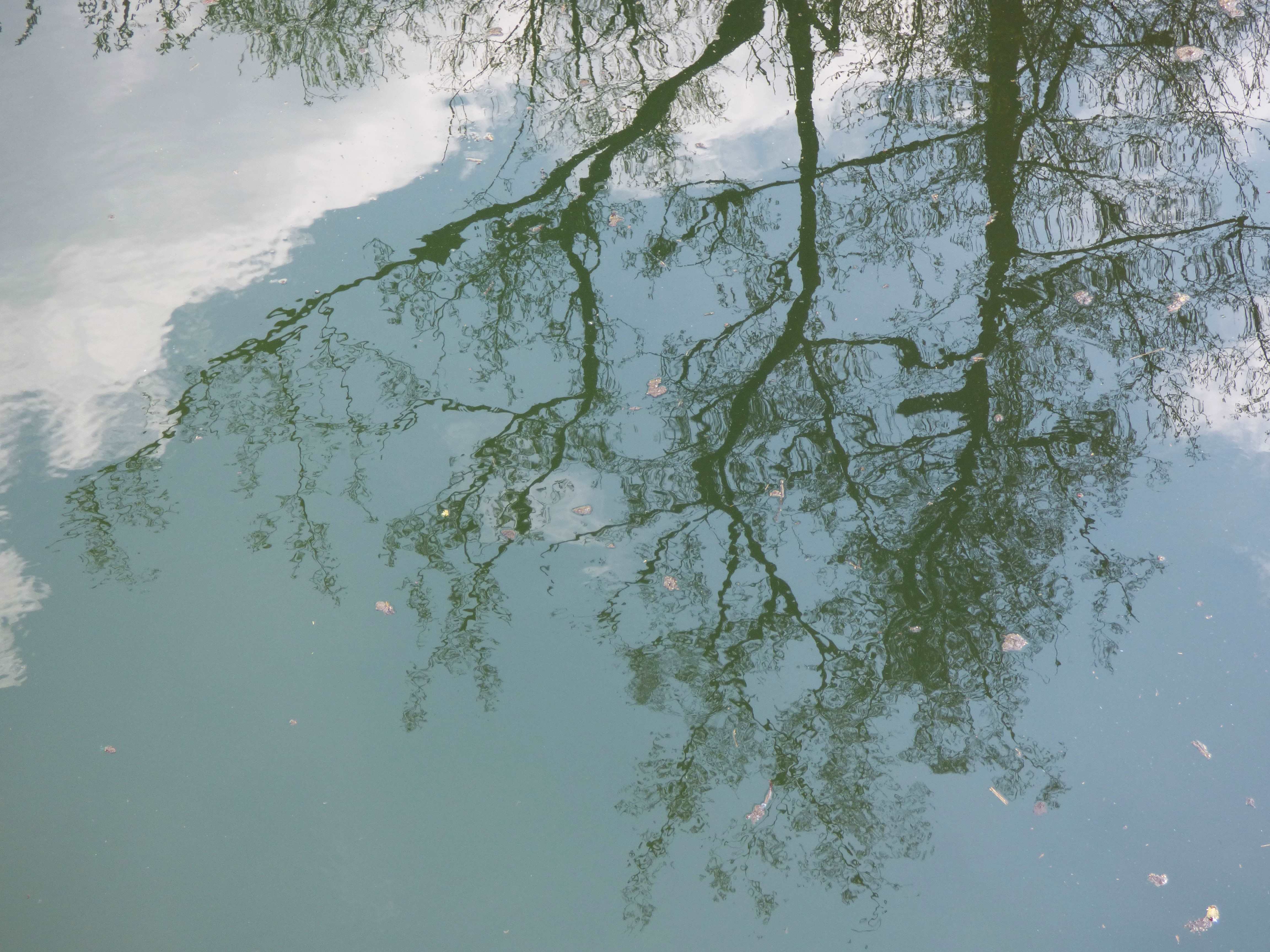 Wasser und Zweige